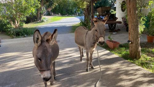 Narcao Bed & Breakfast | Cozy B&B da Giusy: Pet-Friendly with Breakfast Included