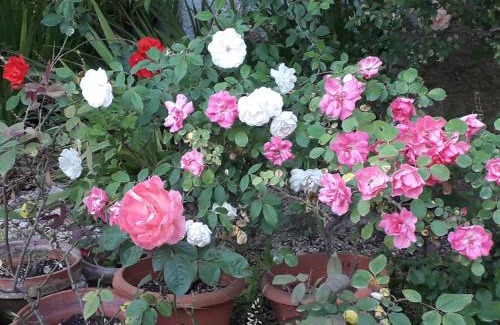 Tottubella Bed & Breakfast | Inviting B&B Domo De Pedra: Pet-Friendly and Breakfast Included