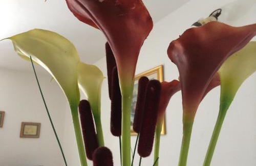 Centola Bed & Breakfast | Discover B&B Il Vicoletto Del Casale: Pet-Friendly Retreat