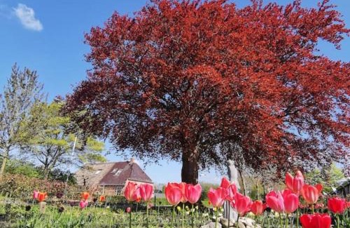 Twijzelerheide Bed & Breakfast | Cozy B&B Klassiek: Pet-Friendly Stay with Breakfast Included