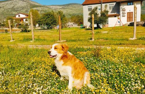Amaseno House | Pet-Friendly B&B La Coccinella with Breakfast Included