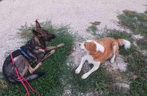 Amaseno House | Pet-Friendly B&B La Coccinella with Breakfast Included
