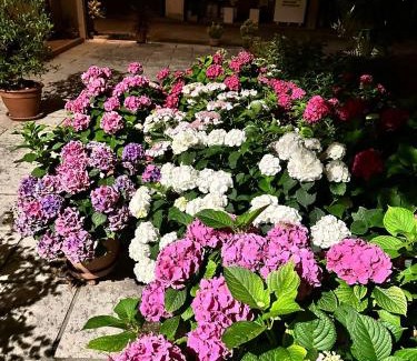 Castagnole Bed & Breakfast | Highly Rated B&B LE ORTENSIE: Comfort Awaits You