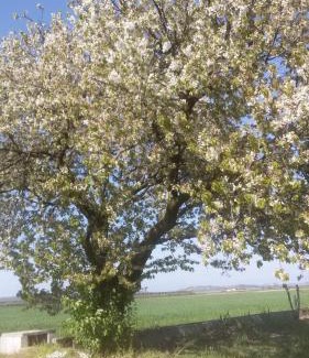Valeggio sul Mincio Bed & Breakfast | Guest Rated 10/10 at B&B Peschi in Fiore - Family Friendly!