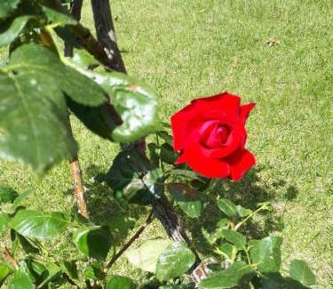 San Marco in Lamis Bed & Breakfast | Pet-Friendly B&B Porta del Gargano with Kitchen & Breakfast