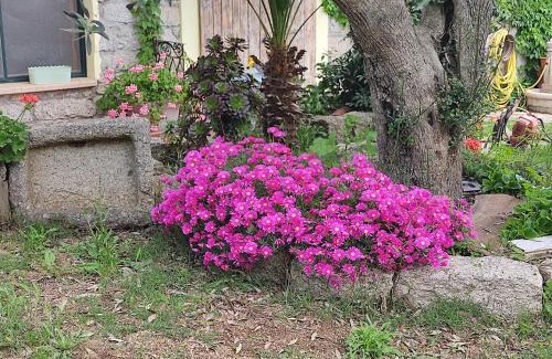Berchidda Bed & Breakfast | Guest Rated 9/10 at B&B San Michele: Pet-Friendly Stay