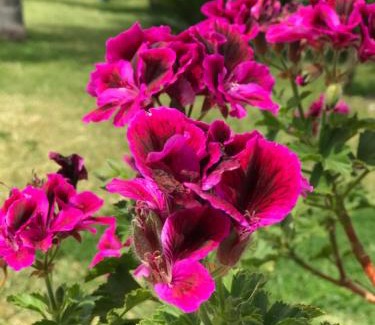 Furci Siculo Bed & Breakfast | Top-Rated B&B Villa Elena with Pool and Family Options