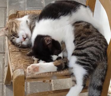 Satriano di Lucania Bed & Breakfast | Exceptional B&B Villa Rosina: Pet-Friendly & Family Ready