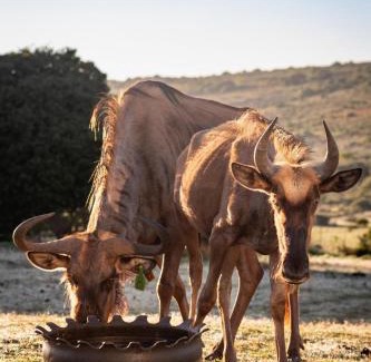 Hessequa Apartment | Discover Baardbos Private Game Reserve: Family-Friendly Escape