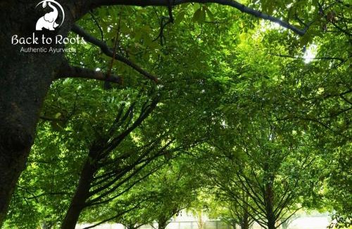 Irinjalakuda Resort | Revitalizing Back to Roots Ayurveda Retreat - 9.9/10 Rated
