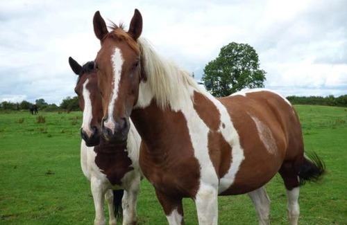 Darlington House | Pet-Friendly Retreat at Barforth Hall Parlour