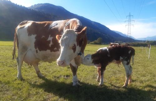 Jenig Apartment | Pet-Friendly Bauernhof Oberlöffele with 9.5/10 Guest Review