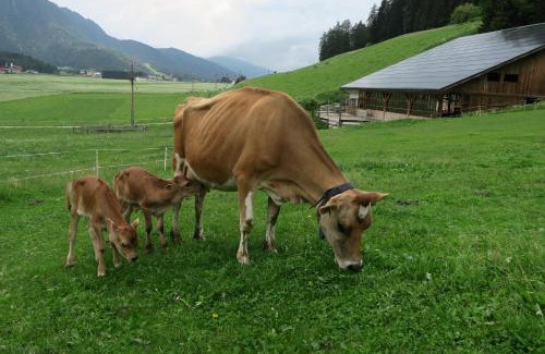Valle San Silvestro Apartment | Pet-Friendly Apartments in Dobbiaco, Italy - Rated 9.7/10!