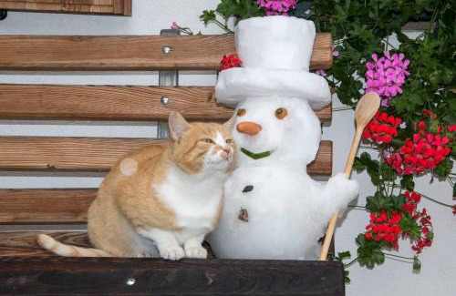 Valle San Silvestro Apartment | Pet-Friendly Apartments in Dobbiaco, Italy - Rated 9.7/10!