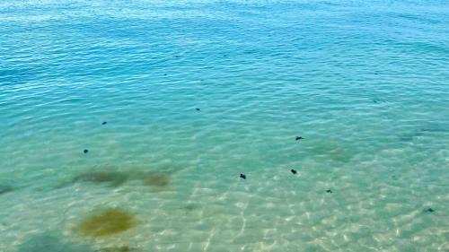 Celestun Apartment | Beachfront Apartment with Pool: Perfect for Families & Pets
