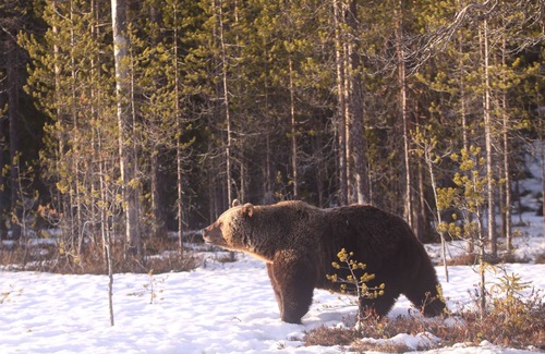 Kehys-Kainuu Apartment | Comfortable Stay at Bear Centre with Breakfast Included