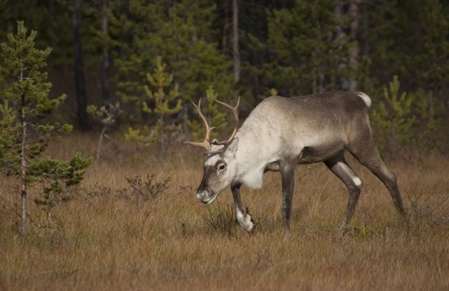 Kehys-Kainuu Apartment | Comfortable Stay at Bear Centre with Breakfast Included