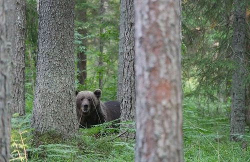 Vinni Parish Cabin | Experience Bear Watching and Photography in Comfort