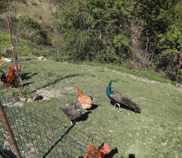 Madonna Dei Fornelli Bed & Breakfast | Pet-Friendly BeB Le Masere with Kitchen & High Guest Ratings