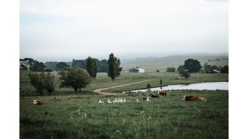 Braidwood House | Discover Bedervale Tiny: Pet & Child Friendly Retreat
