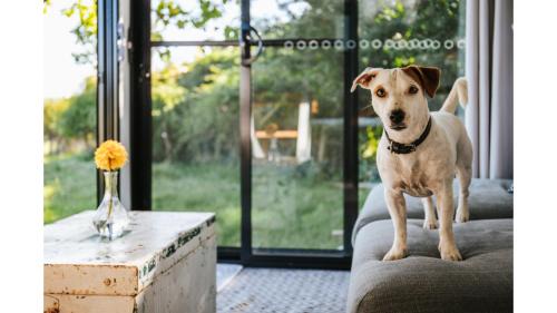 Braidwood House | Discover Bedervale Tiny: Pet & Child Friendly Retreat
