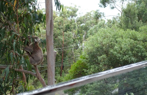 Kennett River House | Bespoke house in the trees with ocean views.