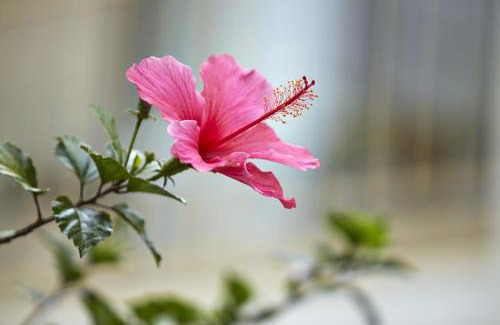 Simi Valley Hotel | Relax at Best Western Posada Royale: Oceanfront Getaway