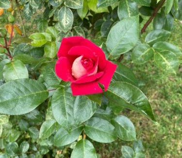 Val di Sur-San Michele Bed & Breakfast | Pet-Friendly BiancoGelso b&b Vegan - Guest Rated 9.4/10