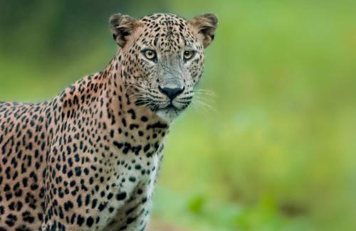 Pahala Maragahawewa Other | Experience Big Game - Wilpattu with Family-Friendly Amenities