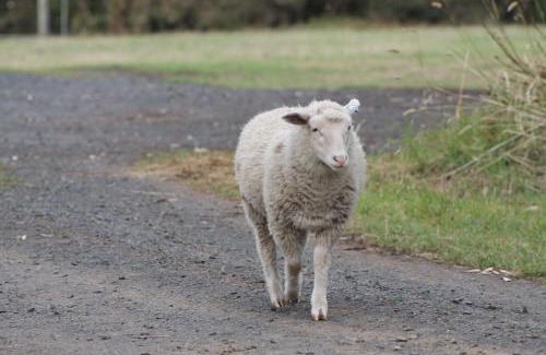 Ventnor House | Family-Friendly Bimbadeen Phillip Island Retreats Await You