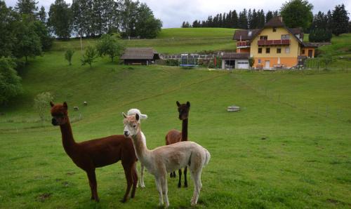 Sankt Jakob im Walde Apartment | Discover Biohof Kroisleitner: Pet-Friendly Retreat with Kitchen