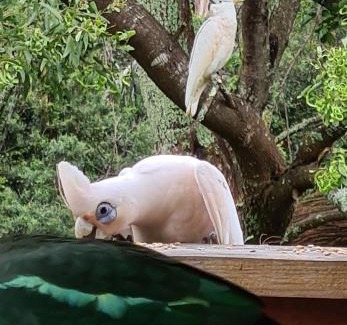 Cabbage Tree Creek House | Serene Bird Songs Getaway with Inviting Kitchen Amenities
