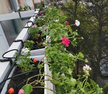 Craiova Apartment | Pet-Friendly Bloom Box Apartments with Top Guest Ratings