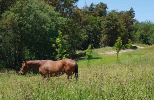 Motueka House | Tranquil Blue Bell Cottage: Guest Rated 10/10 Retreat