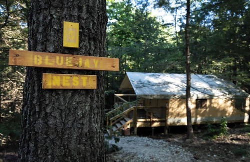 Primrose RV Rental | Explore The Bluejay's Nest: Glamping in the Canopy
