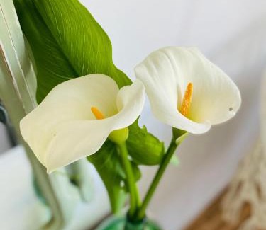 Chantada House | Discover Bodega Sibeiro: Guest Rated 9.6, Pet Friendly Stay