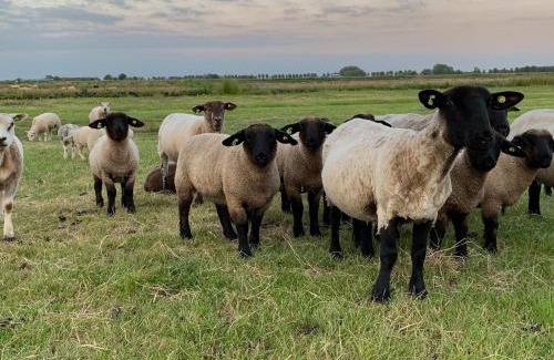 Wormer Other | Family-Friendly Boerencamping Swarthoeve: Pets Welcome!