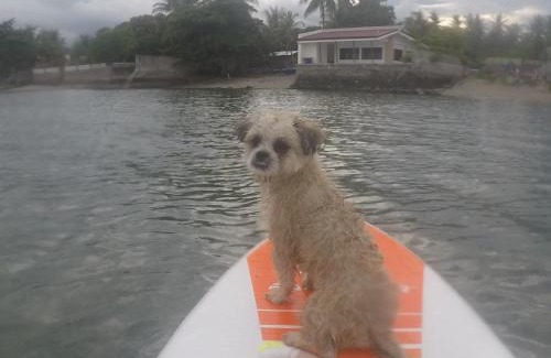 San Jose Resort | Cozy Boochee Beach: Pet-Friendly Getaway with Ocean Views