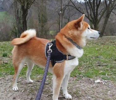 Viano Hotel | Experience Oceanfront Bliss at Borgo Cadonega Hotel