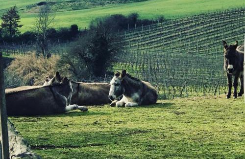 Olgiata Bed & Breakfast | Discover Borgo del Gelso: Pet-Friendly Escapes Await