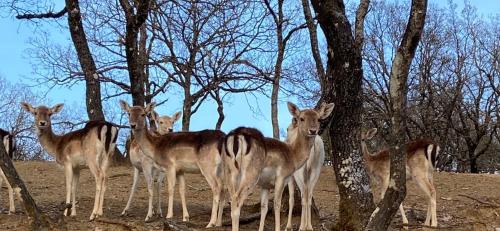 Konitsa Hotel | Discover Bourazani Wild Life Resort: Oceanfront Retreat