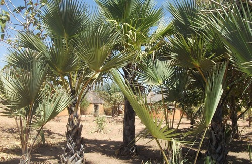 Banfora House | Ideal Accommodation for Groups: Boxes 1-7, Breakfast Included
