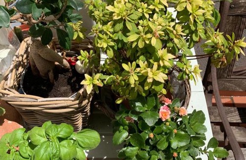 Montemarciano House | Pet-Friendly Brezza Affittacamere with Breakfast Included