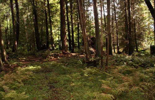 Powell River House | Brookshire Guest House: Top-Rated Getaway with Hot Tub