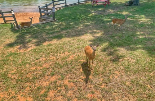 Graford House | Lakefront Bungalow at Possum Kingdom with Pet-Friendly Amenities