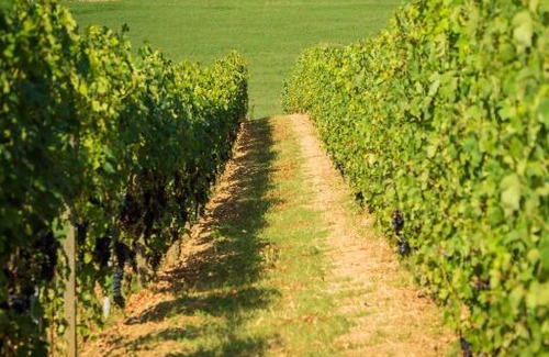 Vignale Monferrato Hotel | Discover Cà dell'Ebbro: Pet-Friendly with Pool & Hot Tub