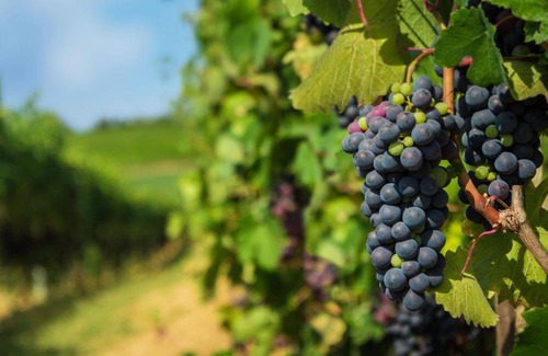 Vignale Monferrato Hotel | Discover Cà dell'Ebbro: Pet-Friendly with Pool & Hot Tub