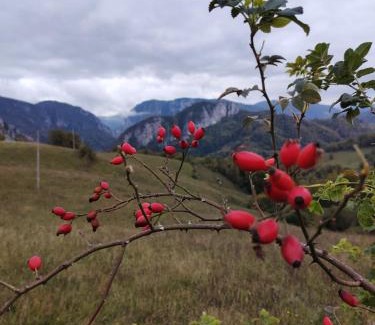 Ponor Ski Chalet | Căsuța de După Deal, Ponor