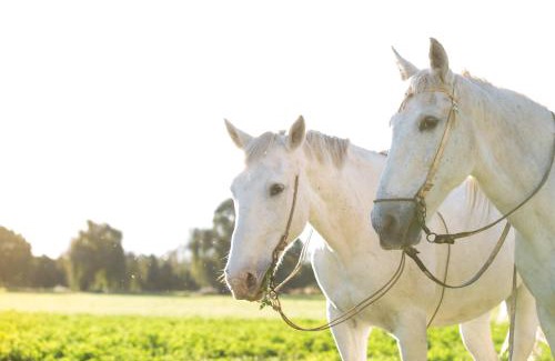 La Merced House | Experience Finca la Falda: Family-Friendly Countryside Retreat