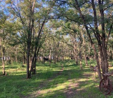 Partido de Roque Perez House | Enchanting Cabana Among the Trees - Pet Friendly Retreat